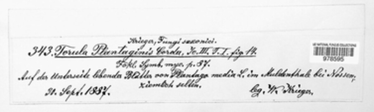 Taeniolella plantaginis image